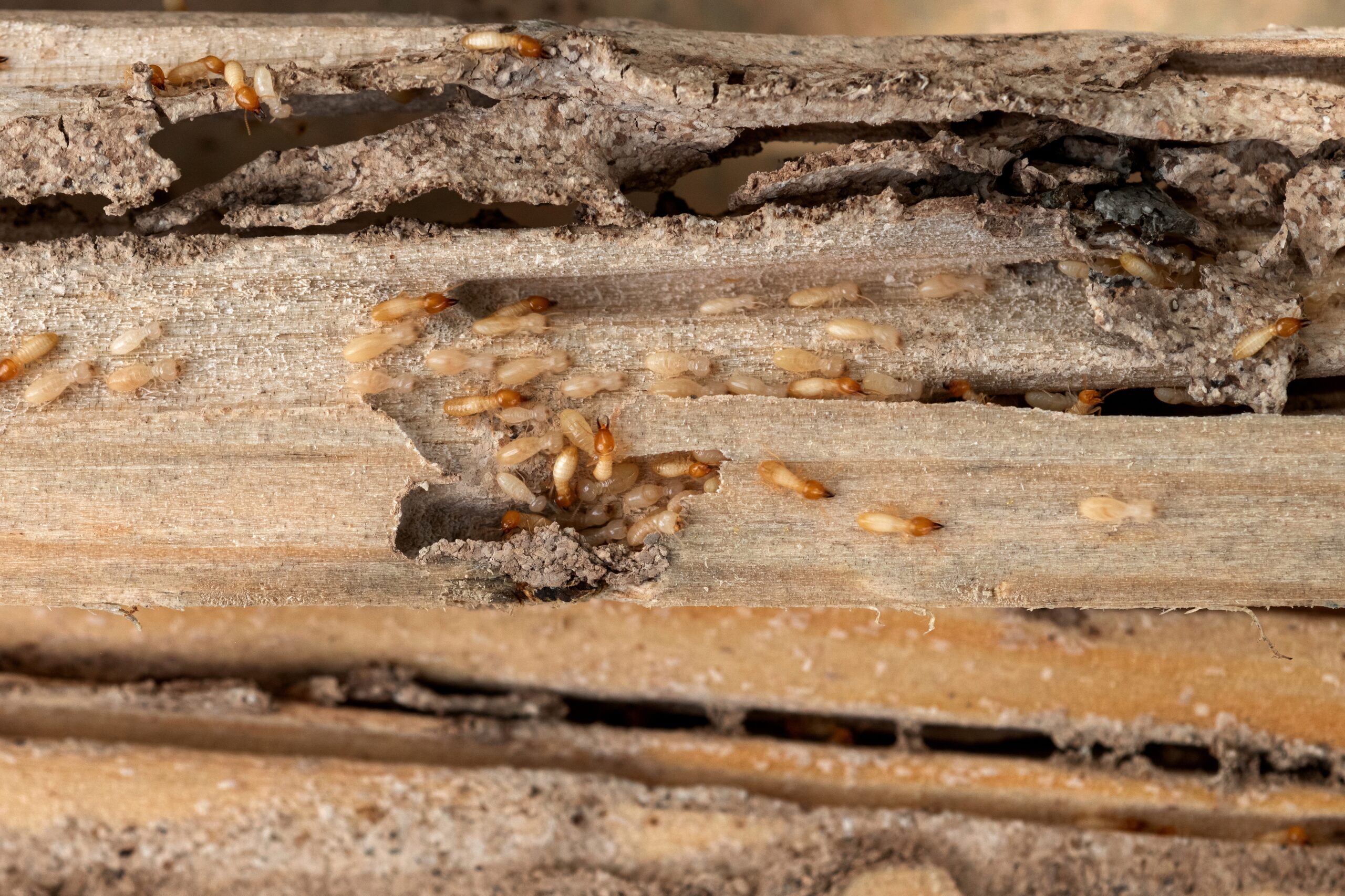 Termites-Eat-Wood Termite Inspection