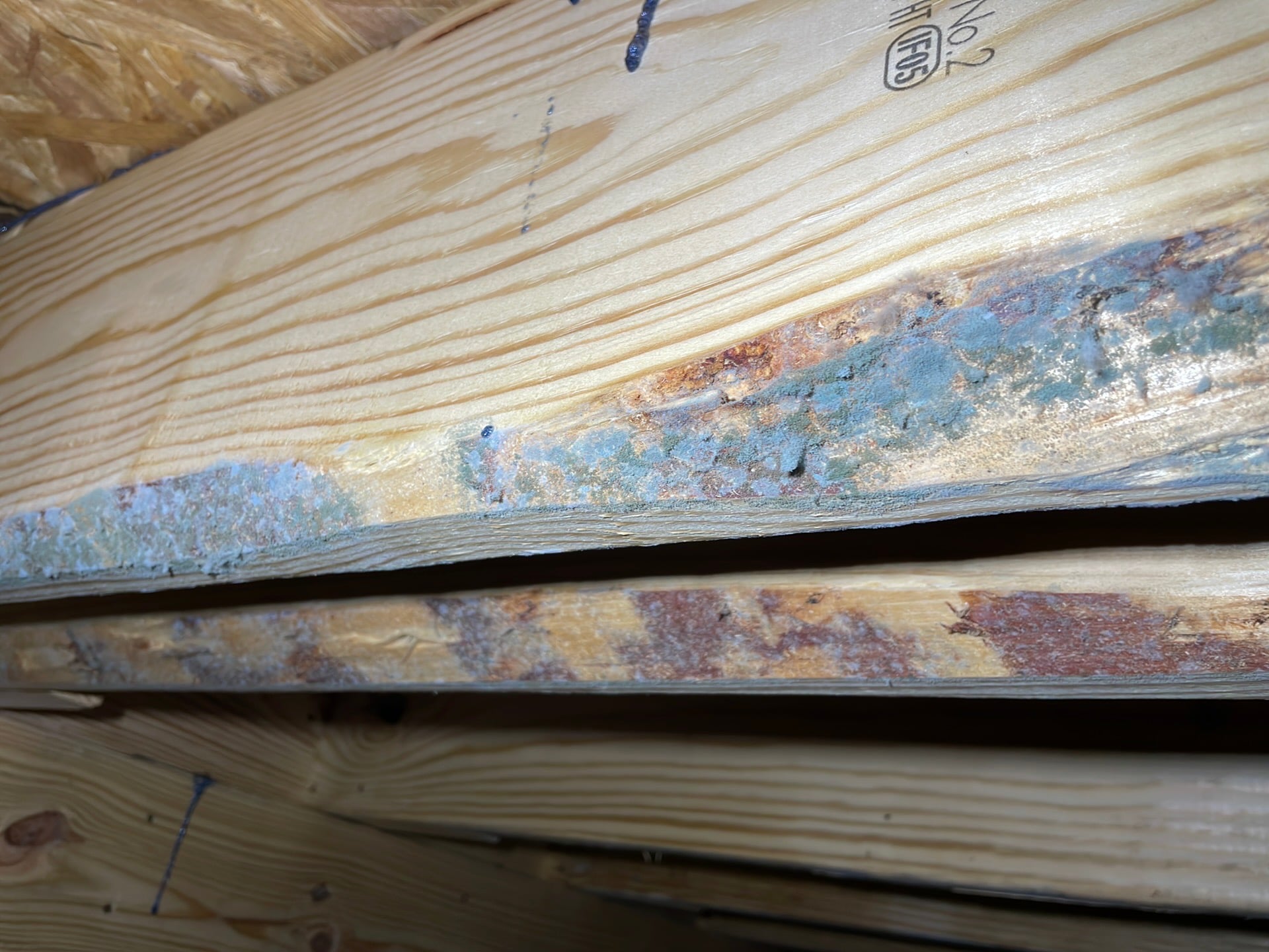 Close-up of mold growth on the edge of a floor joist in a crawlspace